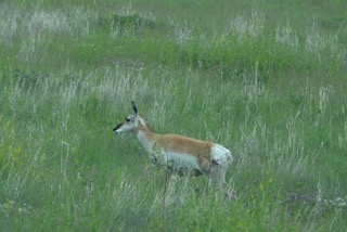 state park antelope